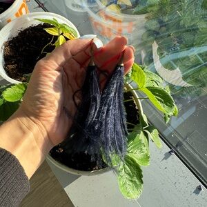 anthropologie navy and gold feather earrings